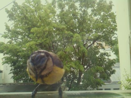 bird_20260519_162345_976_burst2_motion8556_conf1.00_bestbird_spcyanistes_caeruleus_spconf1.00.jpg