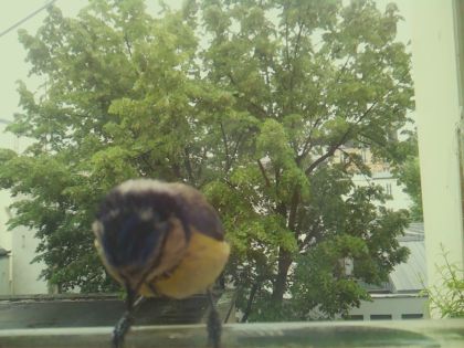 bird_20260519_162352_242_burst3_motion8556_conf0.99_bestbird_spcyanistes_caeruleus_spconf1.00.jpg