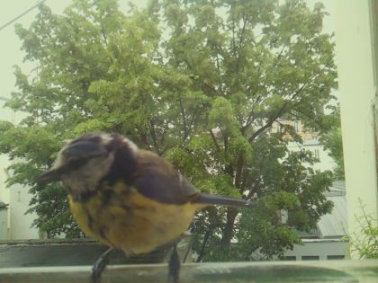 bird_20260519_162358_511_burst4_motion8556_conf1.00_bestbird_spsitta_europaea_spconf0.16.jpg