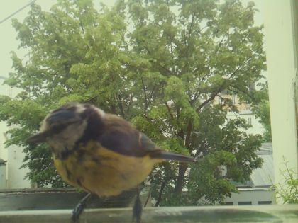 bird_20260519_162404_816_burst5_motion8556_conf1.00_bestbird_spcyanistes_caeruleus_spconf1.00.jpg