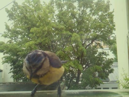 bird_20260519_162411_138_burst6_motion8556_conf0.98_bestbird_spcyanistes_caeruleus_spconf1.00.jpg