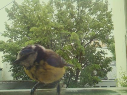 bird_20260519_162417_551_burst7_motion8556_conf0.99_bestbird_spsitta_europaea_spconf0.13.jpg