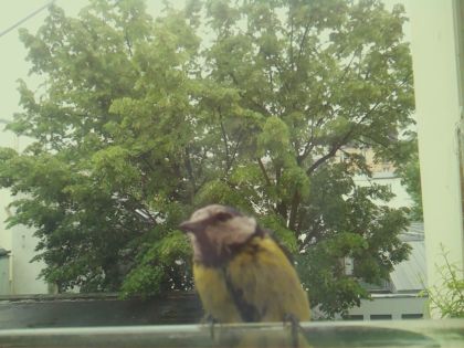 bird_20260519_162447_001_burst0_motion6837_conf1.00_bestbird_spcyanistes_caeruleus_spconf1.00.jpg