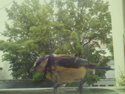 bird_20260519_162452_724_burst1_motion6837_conf0.89_bestbird_spsitta_europaea_spconf0.17.jpg
