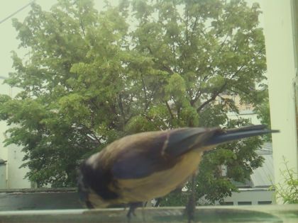 bird_20260519_162458_867_burst2_motion6837_conf0.99_bestbird_spsitta_europaea_spconf0.59.jpg