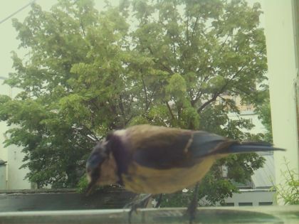 bird_20260519_162505_089_burst3_motion6837_conf0.88_bestcat_spsitta_europaea_spconf0.41.jpg