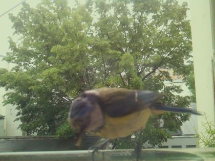 bird_20260519_162511_468_burst4_motion6837_conf0.86_bestbird_spcyanistes_caeruleus_spconf1.00.jpg