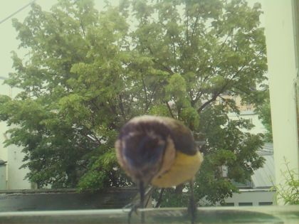 bird_20260519_162517_747_burst5_motion6837_conf0.99_bestbird_sperithacus_rubecula_spconf0.34.jpg