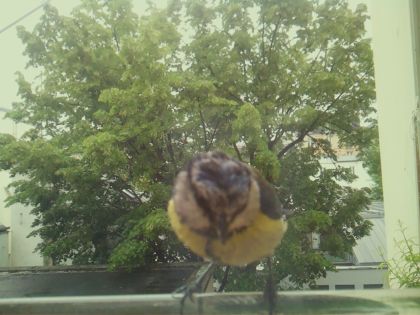 bird_20260519_162523_945_burst6_motion6837_conf0.98_bestbird_spcyanistes_caeruleus_spconf1.00.jpg