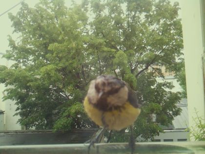 bird_20260519_162530_345_burst7_motion6837_conf0.96_bestbird_spcyanistes_caeruleus_spconf1.00.jpg
