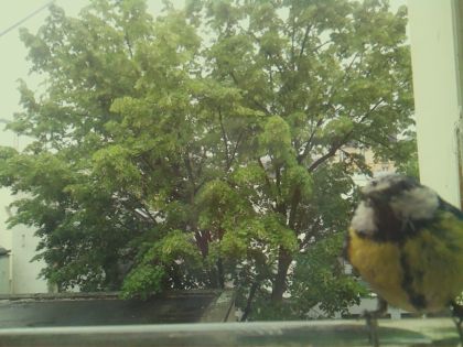 bird_20260519_162635_852_burst1_motion8358_conf0.91_bestcat_spcyanistes_caeruleus_spconf0.25.jpg