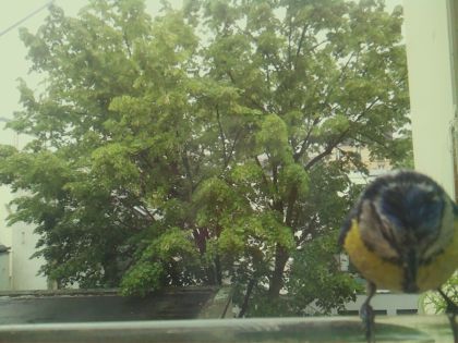 bird_20260519_162641_877_burst2_motion8358_conf0.99_bestbird_spcyanistes_caeruleus_spconf0.24.jpg