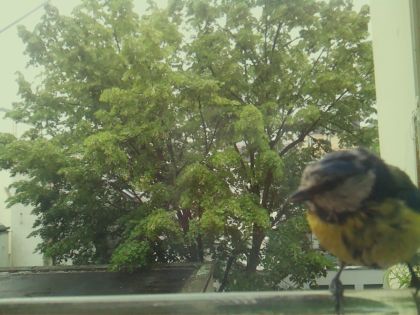 bird_20260519_162648_080_burst3_motion8358_conf1.00_bestbird_spcyanistes_caeruleus_spconf0.59.jpg