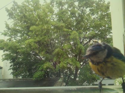 bird_20260519_162654_335_burst4_motion8358_conf1.00_bestbird_spcyanistes_caeruleus_spconf0.71.jpg