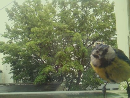 bird_20260519_162706_896_burst6_motion8358_conf0.98_bestbird_spcyanistes_caeruleus_spconf0.68.jpg