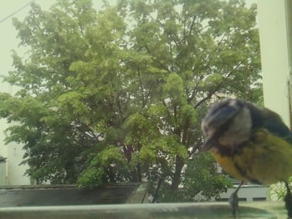 bird_20260519_162713_245_burst7_motion8358_conf1.00_bestbird_spcyanistes_caeruleus_spconf0.65.jpg