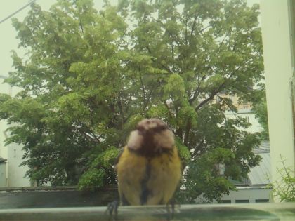 bird_20260519_162750_736_burst1_motion1579_conf0.86_bestcat_spcyanistes_caeruleus_spconf1.00.jpg