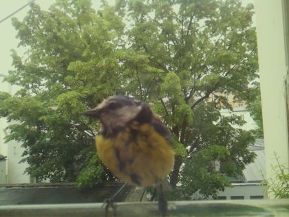 bird_20260519_162803_064_burst3_motion1579_conf1.00_bestbird_spcorvus_corone_spconf0.25.jpg