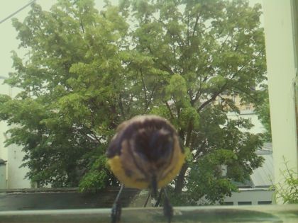 bird_20260519_162809_416_burst4_motion1579_conf1.00_bestbird_spcyanistes_caeruleus_spconf1.00.jpg
