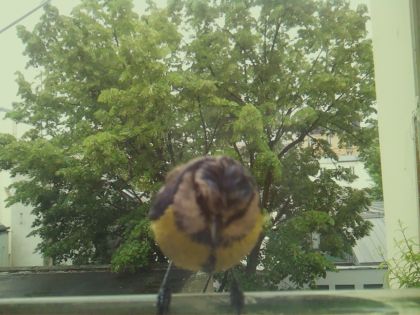 bird_20260519_162822_170_burst6_motion1579_conf1.00_bestbird_spcyanistes_caeruleus_spconf1.00.jpg