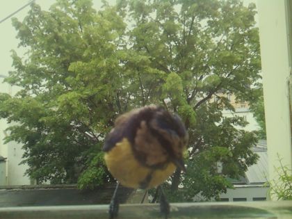 bird_20260519_162828_460_burst7_motion1579_conf1.00_bestbird_spcyanistes_caeruleus_spconf1.00.jpg