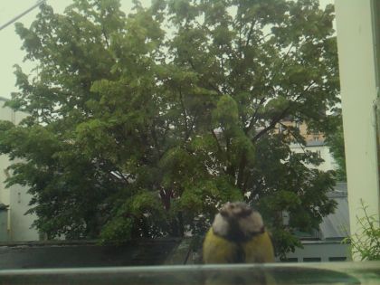 bird_20260519_163648_601_burst0_motion3314_conf0.31_bestpottedplant_spcyanistes_caeruleus_spconf1.00.jpg