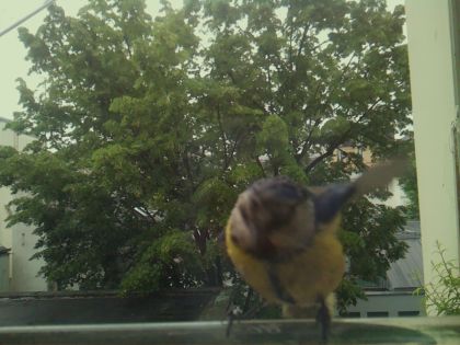 bird_20260519_163654_849_burst1_motion3314_conf0.97_bestcat_spcyanistes_caeruleus_spconf1.00.jpg