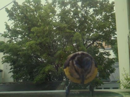 bird_20260519_163701_717_burst2_motion3314_conf0.93_bestbird_spcyanistes_caeruleus_spconf1.00.jpg