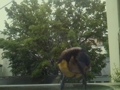 bird_20260519_163709_338_burst3_motion3314_conf0.32_bestbird_spcyanistes_caeruleus_spconf1.00.jpg