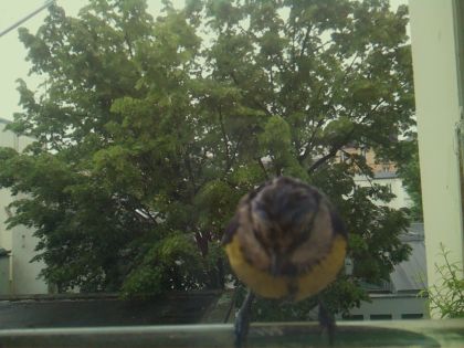 bird_20260519_163724_089_burst5_motion3314_conf0.95_bestbird_spcyanistes_caeruleus_spconf1.00.jpg