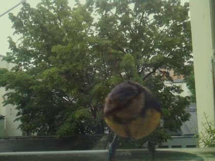 bird_20260519_163731_158_burst6_motion3314_conf0.98_bestbird_sperithacus_rubecula_spconf0.19.jpg