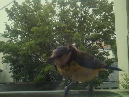 bird_20260519_163738_376_burst7_motion3314_conf1.00_bestbird_spgarrulus_glandarius_spconf0.18.jpg
