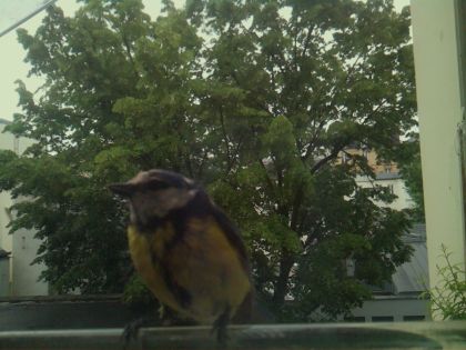 bird_20260519_163807_160_burst0_motion3629_conf0.80_bestbird_spsitta_europaea_spconf0.23.jpg
