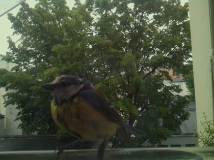 bird_20260519_163814_476_burst1_motion3629_conf1.00_bestbird_sppyrrhula_pyrrhula_spconf0.17.jpg