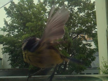 bird_20260519_163821_498_burst2_motion3629_conf0.68_bestbird_spcyanistes_caeruleus_spconf1.00.jpg