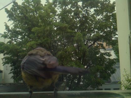 bird_20260519_163828_681_burst3_motion3629_conf0.94_bestbird_spgarrulus_glandarius_spconf0.21.jpg