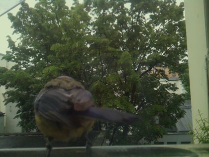 bird_20260519_163835_093_burst4_motion3629_conf0.97_bestperson_spgarrulus_glandarius_spconf0.20.jpg
