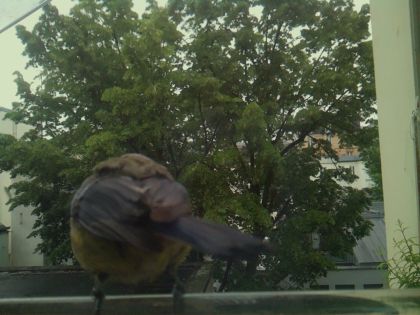 bird_20260519_163842_090_burst5_motion3629_conf0.71_bestperson_spturdus_merula_spconf0.28.jpg