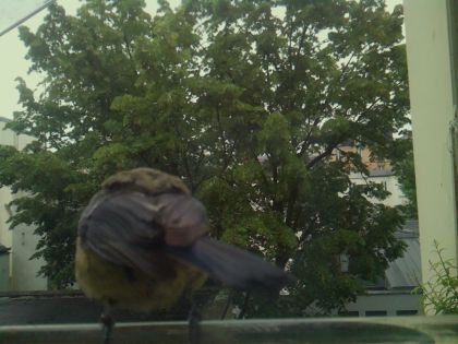 bird_20260519_163855_131_burst7_motion3629_conf0.96_bestperson_spturdus_merula_spconf0.26.jpg