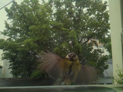 bird_20260519_164105_466_burst0_motion3741_conf0.94_bestdog_spgarrulus_glandarius_spconf0.26.jpg