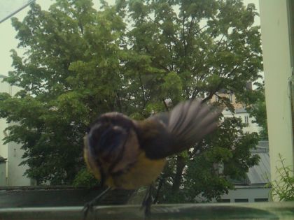 bird_20260519_164111_169_burst1_motion3741_conf0.77_bestcat_1_spturdus_merula_spconf0.41.jpg