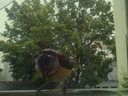 bird_20260519_164117_421_burst2_motion3741_conf0.90_bestbird_spcyanistes_caeruleus_spconf1.00.jpg