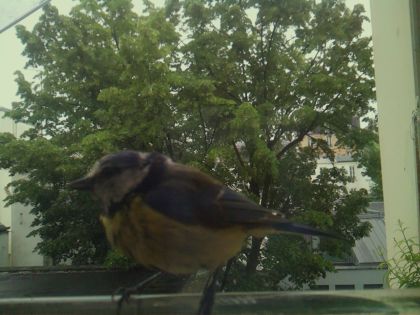 bird_20260519_164123_575_burst3_motion3741_conf1.00_bestbird_spcorvus_corone_spconf0.22.jpg