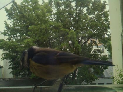 bird_20260519_164136_217_burst5_motion3741_conf0.48_bestbird_spcerthia_brachydactyla_spconf0.12.jpg