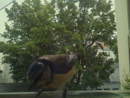 bird_20260519_164148_867_burst7_motion3741_conf0.71_bestbird_spcyanistes_caeruleus_spconf1.00.jpg