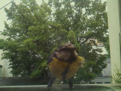 bird_20260519_164215_246_burst1_motion2503_conf0.66_bestbird_spcorvus_corone_spconf0.20.jpg