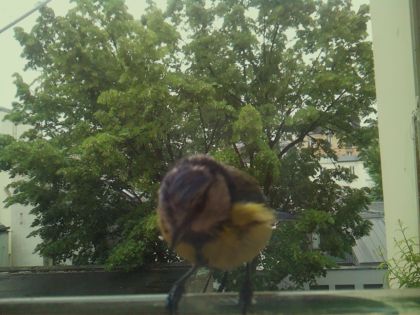 bird_20260519_164221_693_burst2_motion2503_conf1.00_bestbird_spcyanistes_caeruleus_spconf1.00.jpg