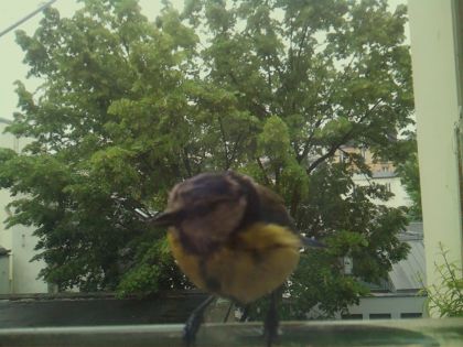 bird_20260519_164229_223_burst3_motion2503_conf0.99_bestbird_spsitta_europaea_spconf0.16.jpg