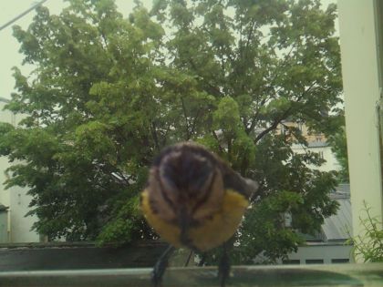 bird_20260519_164236_414_burst4_motion2503_conf1.00_bestbird_spcyanistes_caeruleus_spconf1.00.jpg