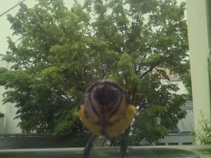 bird_20260519_164243_797_burst5_motion2503_conf1.00_bestbird_spcyanistes_caeruleus_spconf1.00.jpg